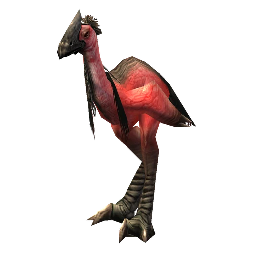 Mazzranache, a rare tallstrider